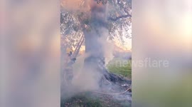 Freak moment firefighters tackle tree burning from the inside out