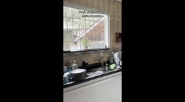 Monkeys Hide Behind Family's Fridge