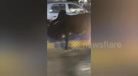 Rescue team remove tin can that was lodged in cow's mouth in central India