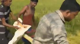 India: 10 feet python found in paddy field Villagers gathered, forest department team caught it and left it at a safe place