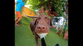 Playful brown lab with reindeer antlers records chase around garden with camera in his mouth