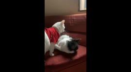 the white cat loves to subdue his brother and make him cry