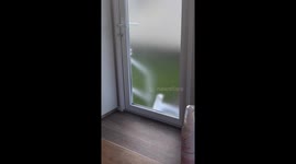 'Every morning this seagull knocks on our caravan for breakfast'