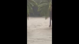 Stranded man clings to palm tree amid rushing flood waters