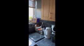 Man releases robin back into wild after it flew into kitchen and got stuck