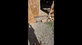 Cat's deep nap startles owner in Valdivia, Chile