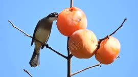 China: A Bird Pecks at Cooked Persimmon in A Tree