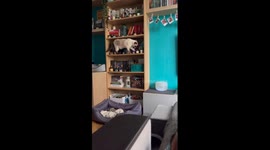 Cat knocks items off shelf while ignoring owner in St Petersburg