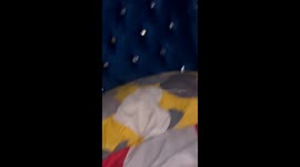 Large crab surprises TikTok user in Santo Domingo Este