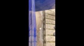 Mechanics rescue cat trapped in engine in Mexico City