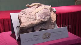 Dinosaur fossils found in Hong Kong for 1st time