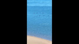 Migratory birds take a break in China's Heihe