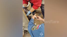 Russia: Rescuers Help Poor Dog Tied To Kennel With Iron Carabiner In Her Paw