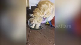 Pet cat tries to fit inside fish bowl but fails