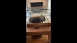 Freeze-dried feline memorial video touches millions on TikTok