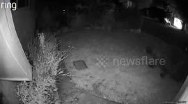 Giant bear wanders through family's front yard
