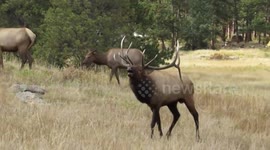 US: Male Elk’s Thunderous Bugle Captured