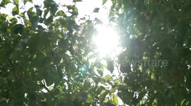 Tokyo logs record 153 days reaching 25 degrees Celsius in 2024