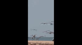 Rare migratory birds winter at south China nature reserve