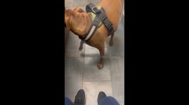 Dog’s attempt to jump on counter for treats ends in fall