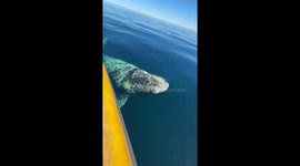 White whale spotted near boat in Puerto Pirámides