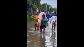 Pigs struggle in floodwaters of Camarines Sur, Philippines