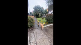 Determined dog carrying huge stick finally overcomes park barries