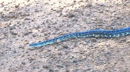 A beautiful Australian Carpet Python crossing a road.