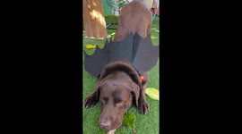 Chocolate Labrador ready for Halloween with his bat wings playing
