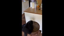 Snake slithers into Australian home, residents capture the surprise