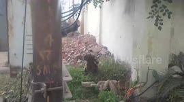 Electrocuted monkey receives immediate treatment from animal protectors in central India