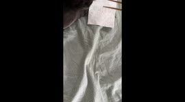 Cat owner struggles to remove mouse from bed