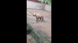 Skillful Man Rescues Dog Falling Into Deep Hole Using Rope