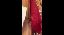 Lizards spotted hiding behind bag in Ozamiz City