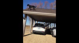 Dog jumps from roof to ground in Illinois, landing safely