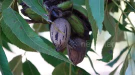 U.S. pecan industry grapples with headwinds, pinning hopes on comeback to Chinese market