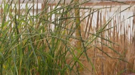 UK: International study reveals more about wheat genetic diversity