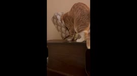 Cat Gets Head Stuck In Tissue Box