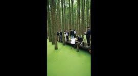 Tourist climbs into algae-covered lake to retrieve dropped phone