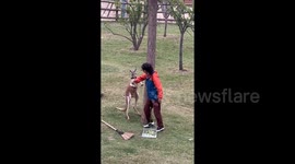 Kangaroo tries to challenge Chinese zookeeper before getting swiftly taken down with 1-handed move
