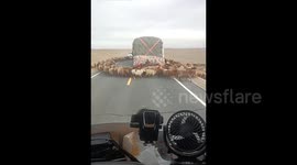Sheep flock circles truck in bizarre hypnotic ritual on Chinese highway