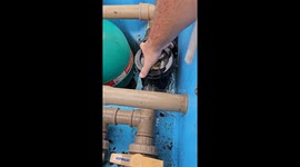 Frogs discovered in pool motor during cleaning in Ituporanga