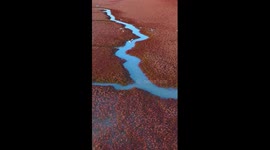 Discover breathtaking charm of red beach in China's Weihai