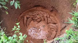 Group of 27 wild board rescued after falling into abandoned well in eastern India