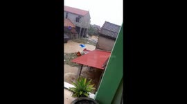 Local risks life to prevent barrel full of food from floating away in floodwater in Vietnam