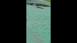 Thousands of worms emerge on ground sparking earthquake fears in Taiwan