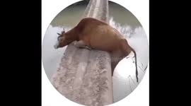 Cow falls from bridge into shallow waters in Russia