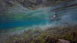 Underwater view of beautiful swan(cob) feeding off the river bed on river Lathkill, Derbyshire UK 4K.