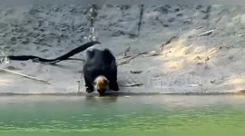 Vietnam: Endangered Cat Ba Langurs Adapt to Salt Water as Conservation Urgency Mounts