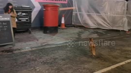 A Fox causes a big stir in the West End of London as it chills down a side street near Tottenham Court Station